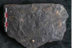 Foto (Detailansicht) von Casuarinites cretaceus Ettingshausen (NHMW-GEO-2024-0188-10237)